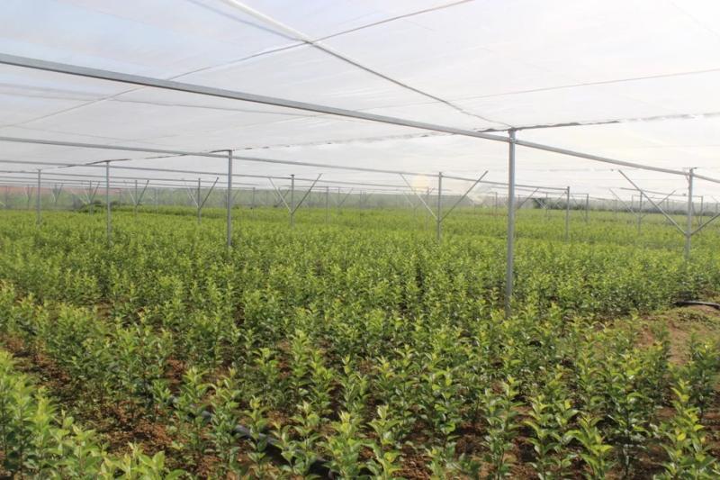 光照培養(yǎng)箱在蘋果育苗方面的應(yīng)用